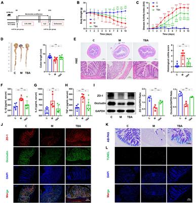 Bacteroides acidifaciens and its derived extracellular vesicles improve DSS-induced colitis